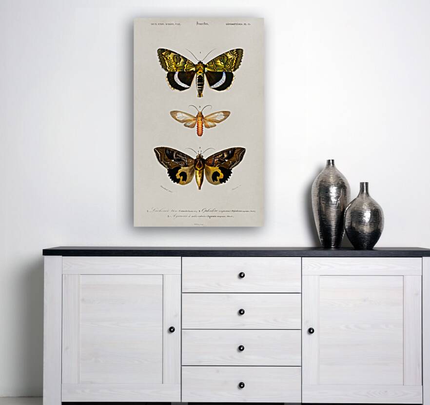 Different types of moths Reproduction