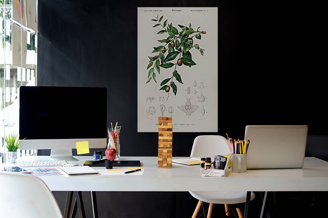 Jujube red date Ziziphus vulgaris Reproduction