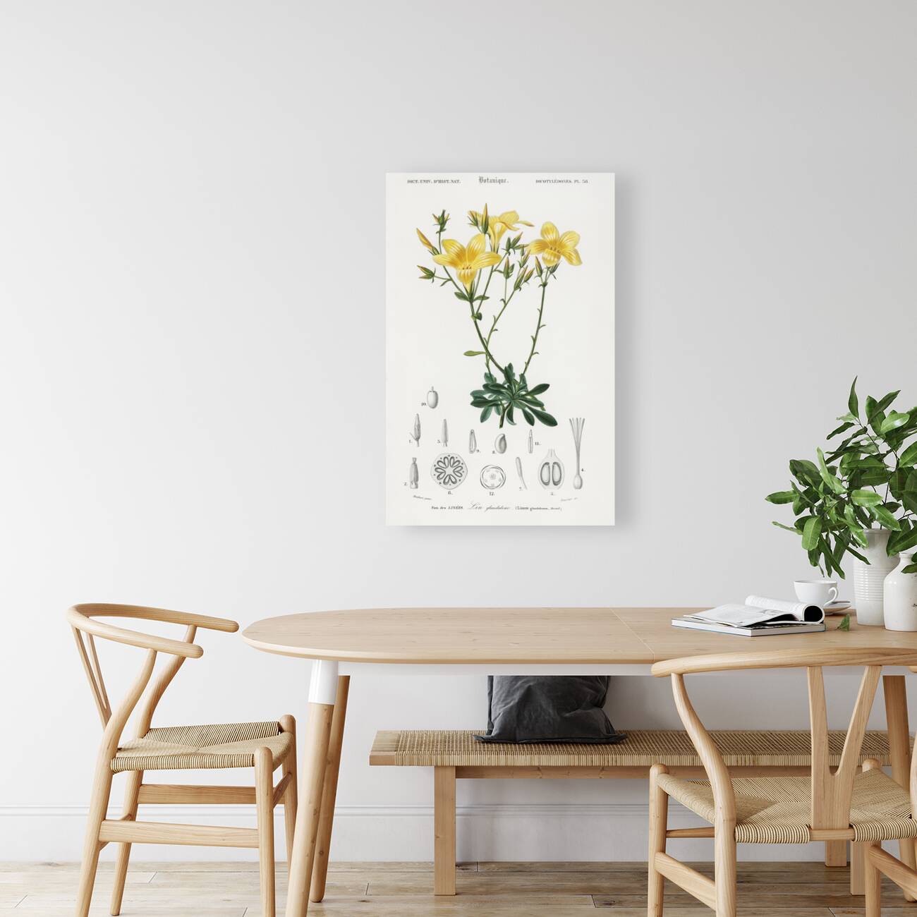 Yellow flax Linum glandulosum Reproduction