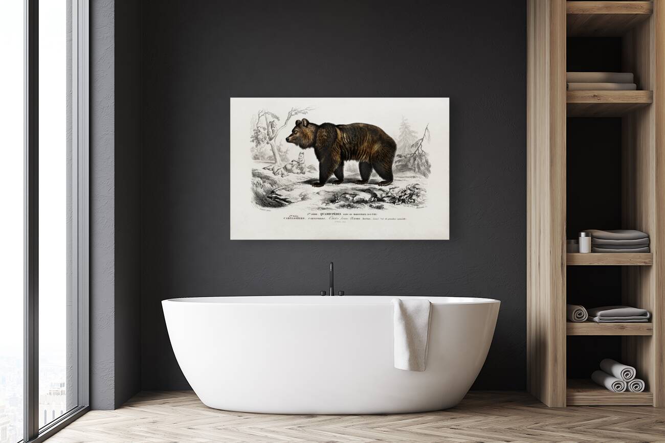 Brown Bear Ursus Arctos Reproduction