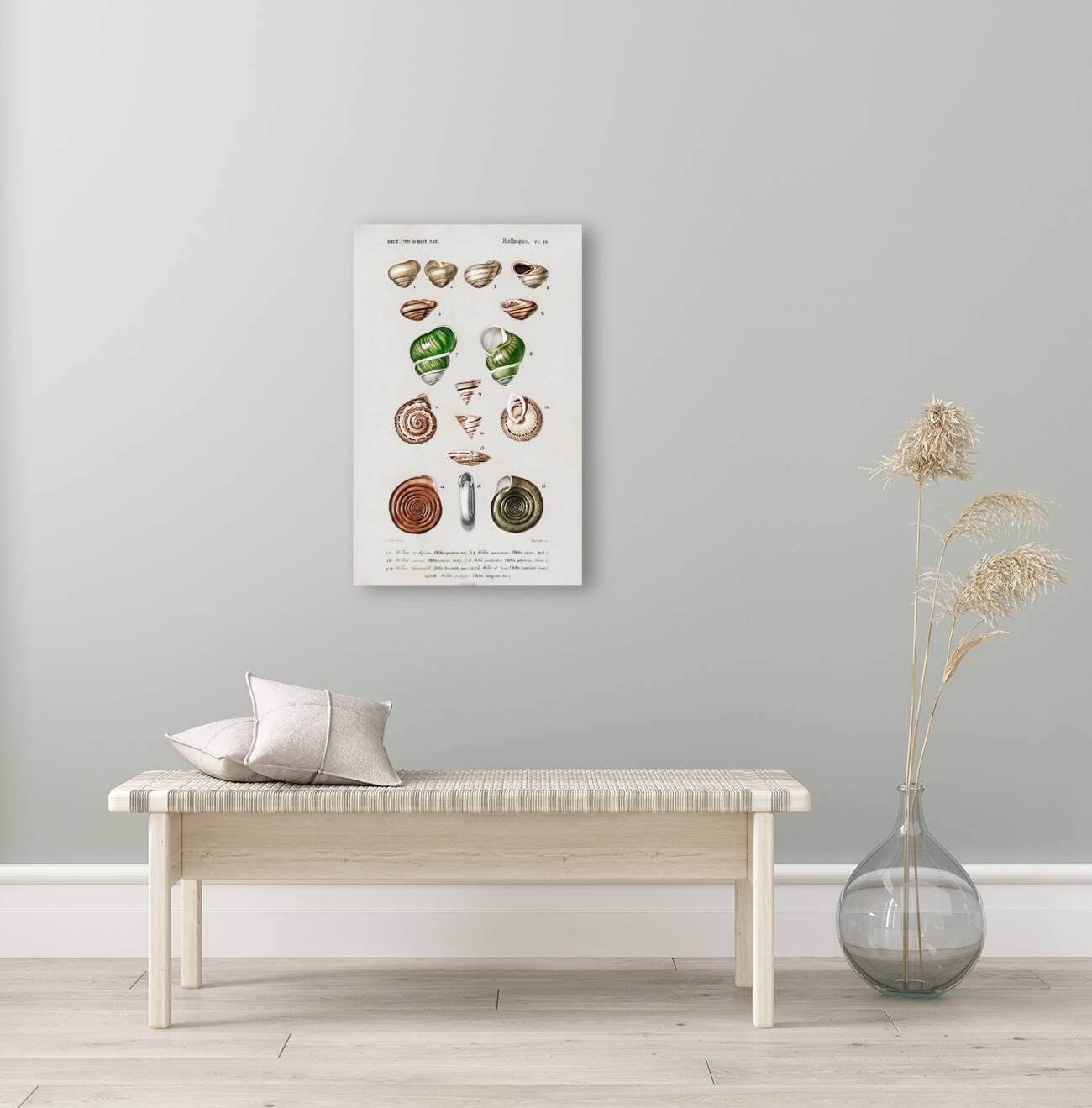 Different types of mollusks Reproduction