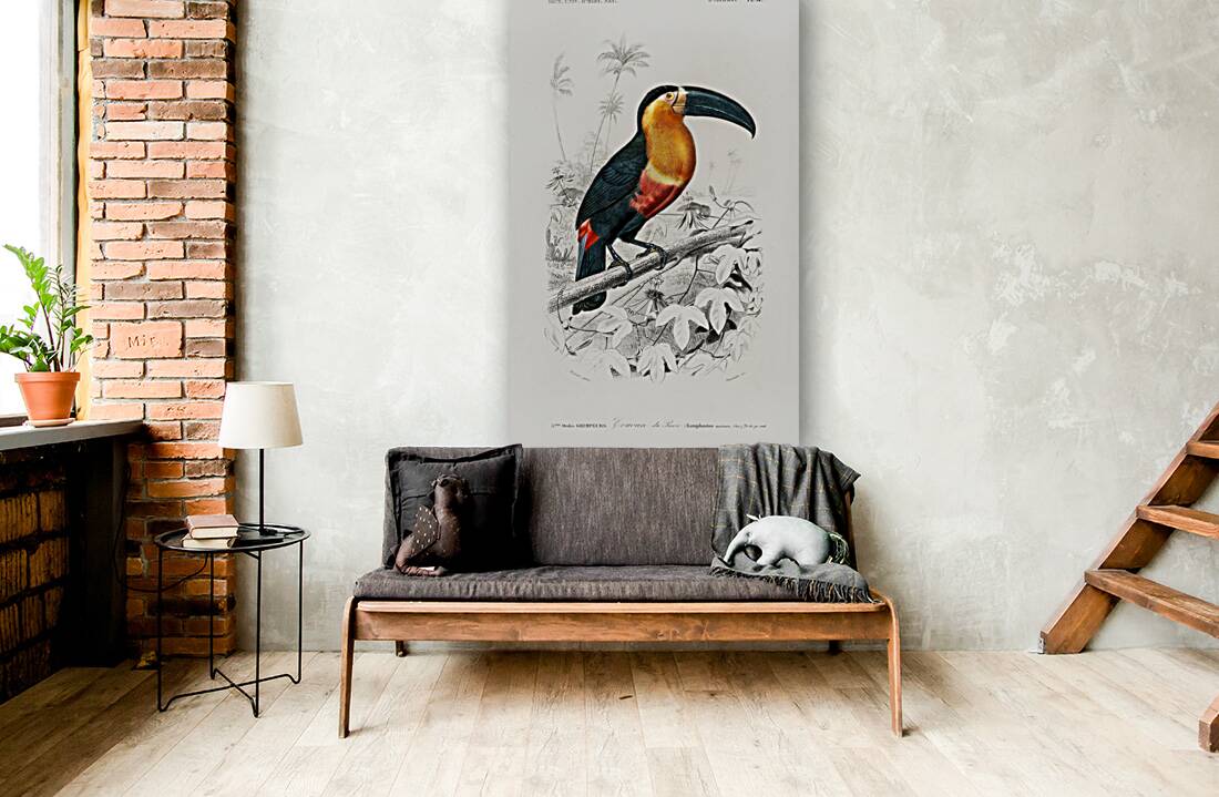 Toucan bird Reproduction