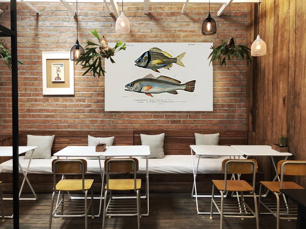 Porkfish Pristipoma virginianum and Shade-fish Sciaena aquila Reproduction