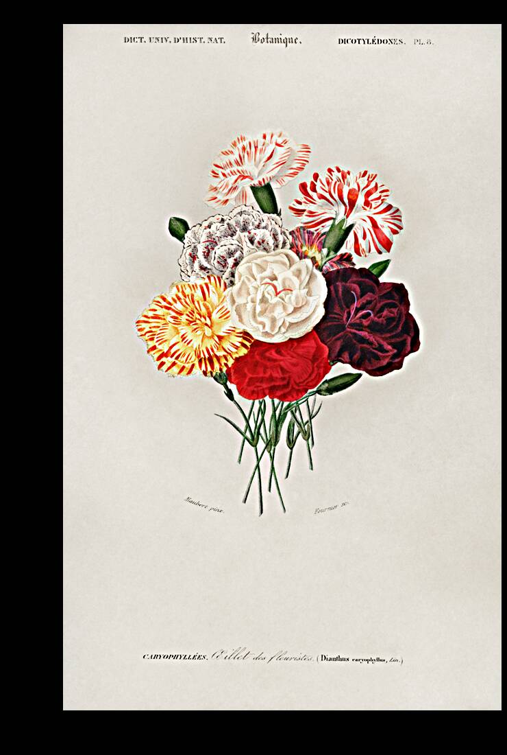 Carnation Dianthus caryophyllus Reproduction