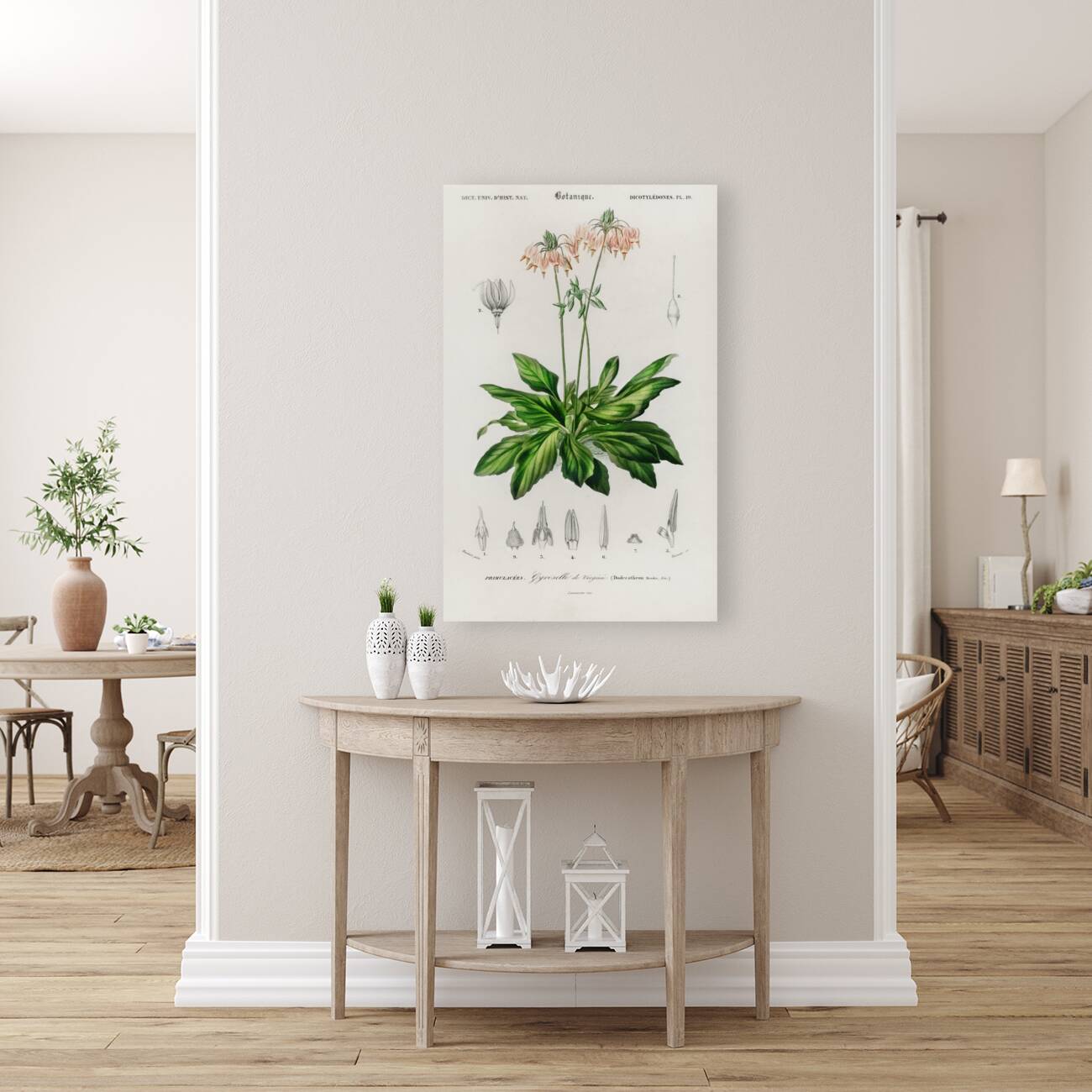 Dodecatheon meadia Reproduction