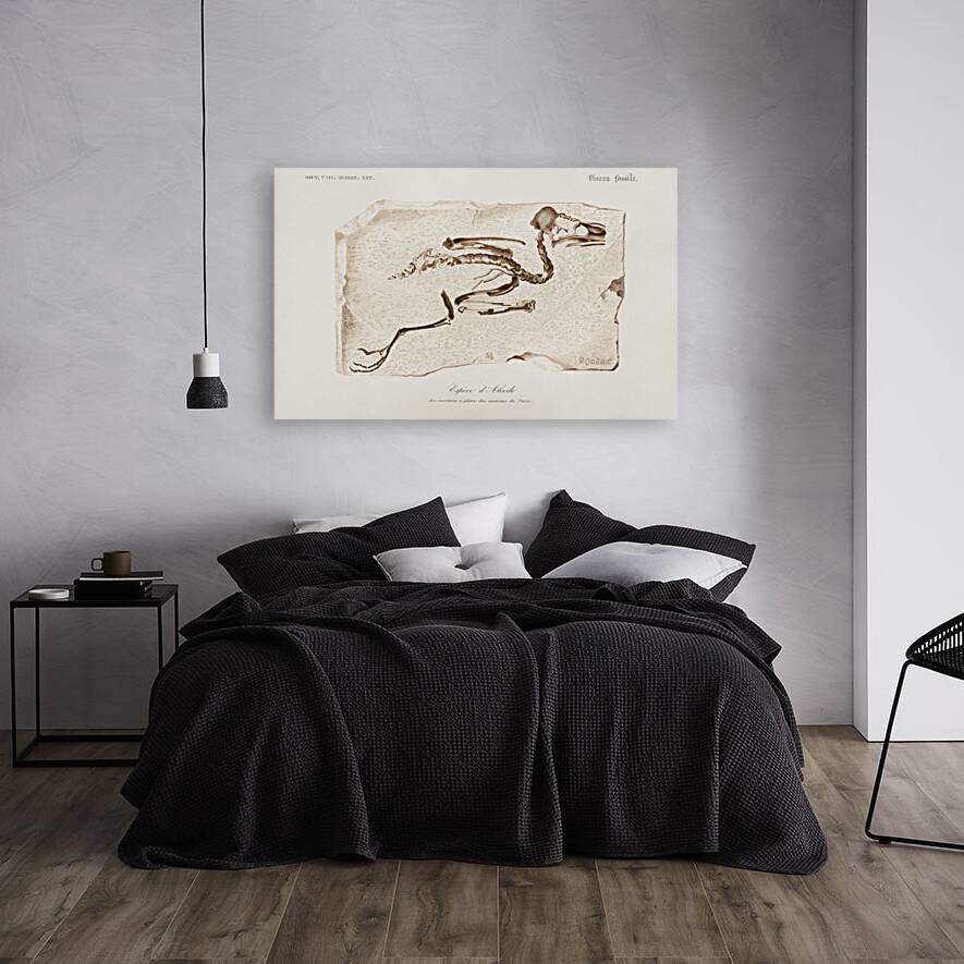 Kingfisher Alcedo Reproduction