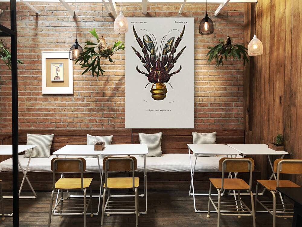 Coconut Crab Birgus latroi Reproduction