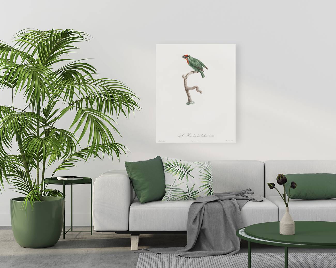 Vieillot barbet Reproduction