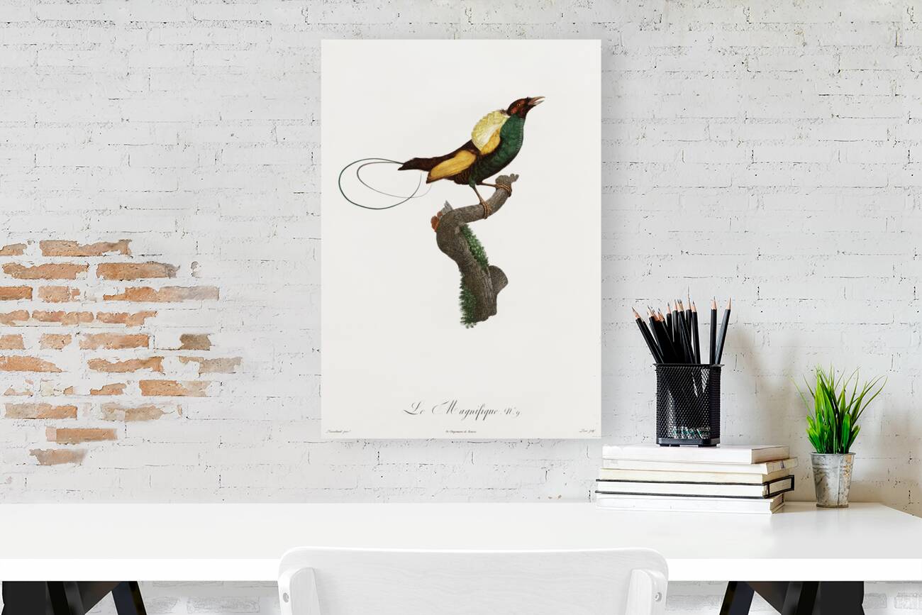 Curl-crested Manucode  Reproduction