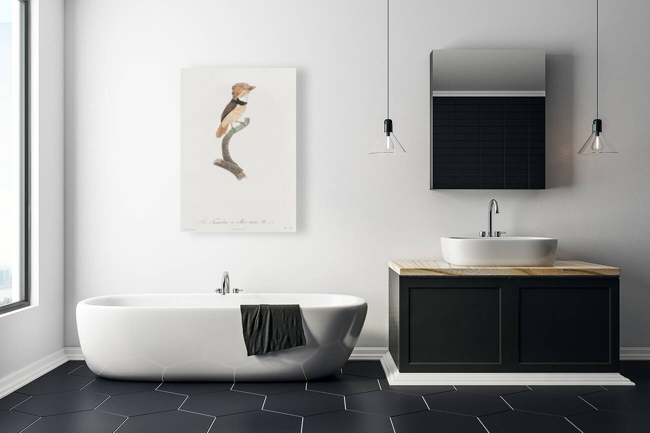 Black-necked stilt  Reproduction