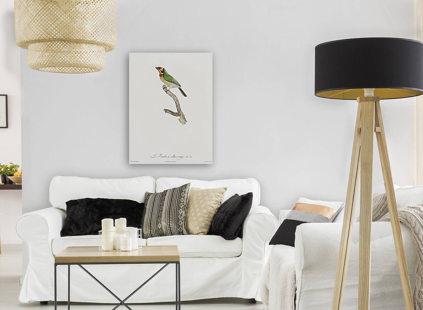 Black-collared barbet  Reproduction