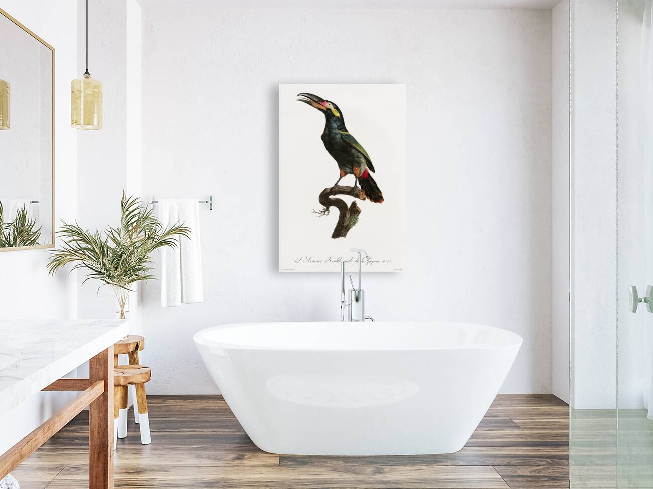 Black-necked Aracari  Reproduction