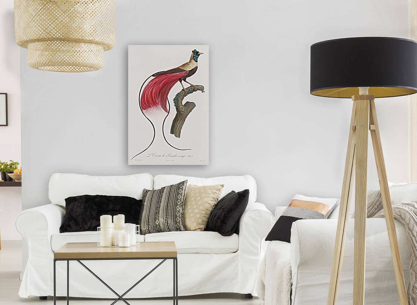 Red bird of paradise  Reproduction