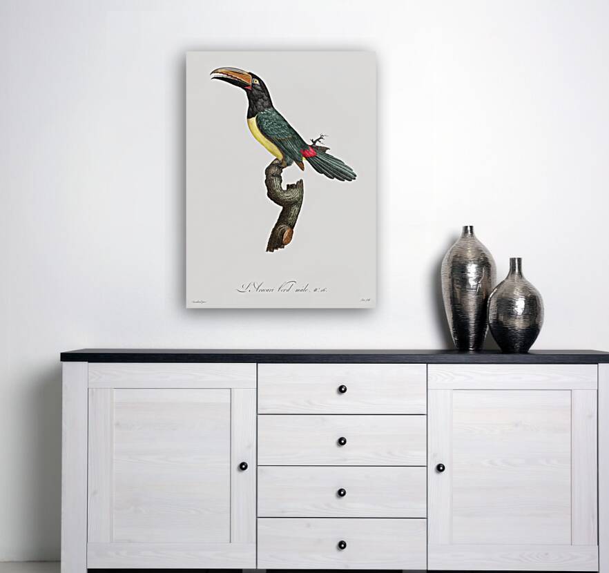 Green aracari  Reproduction