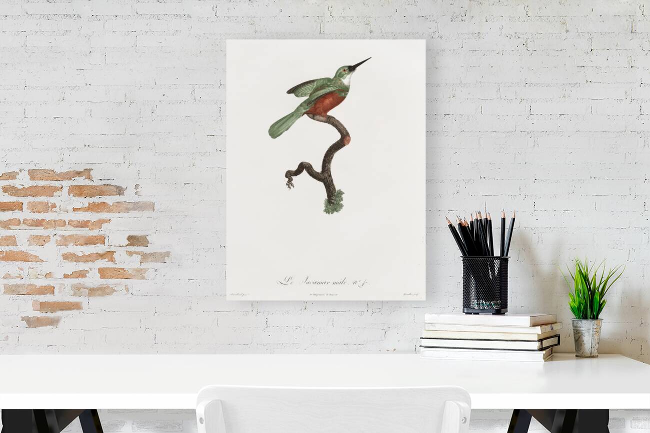 Green-tailed Jacamarmale  Reproduction