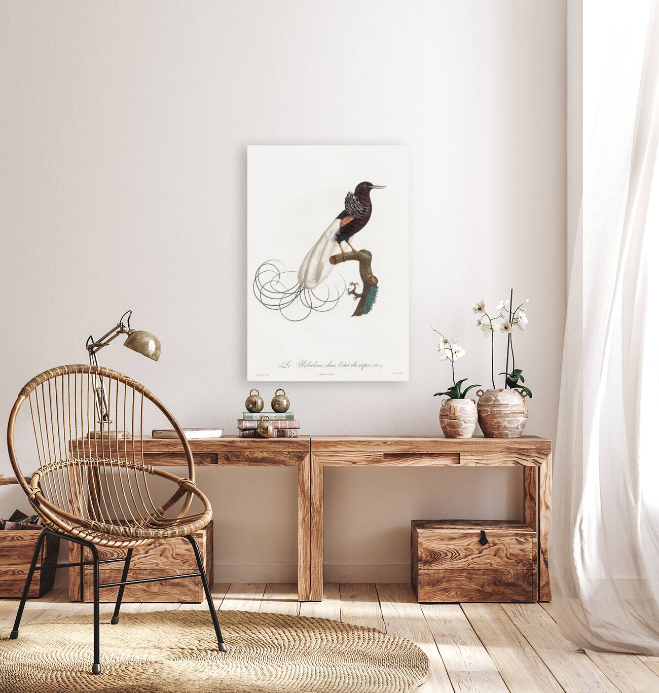 Twelve wired bird of paradise  Reproduction