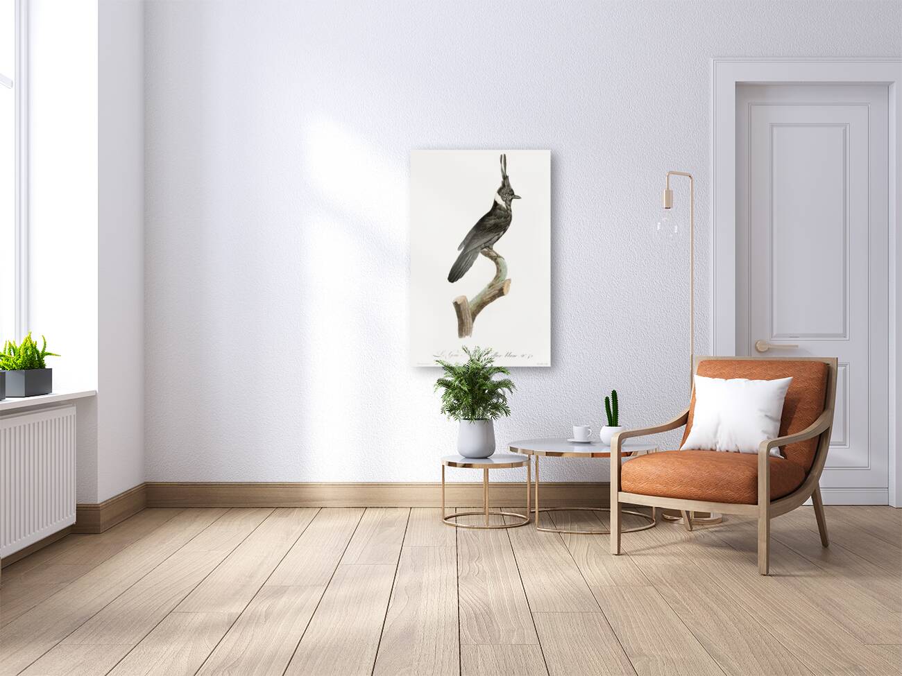 Black Jay with White Colla Reproduction