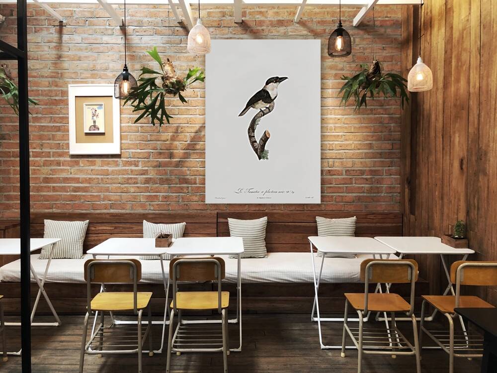 Black-billed Tamatia  Reproduction