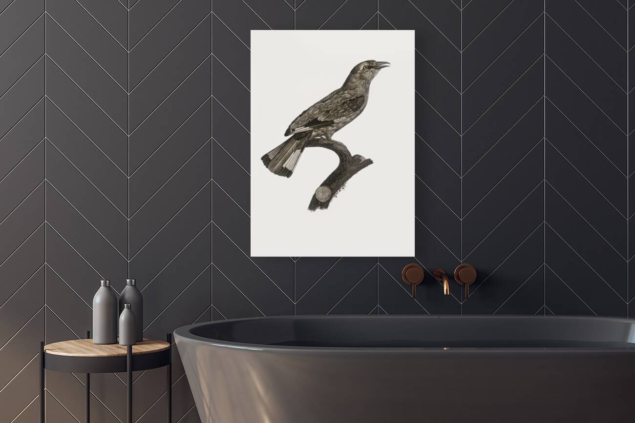 Varied roller of Africa  Reproduction