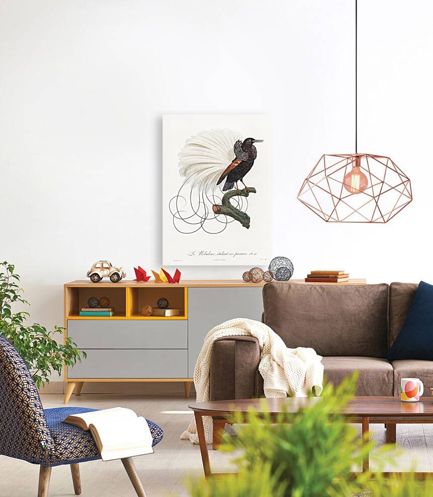 Twelve wired bird of paradise  Reproduction