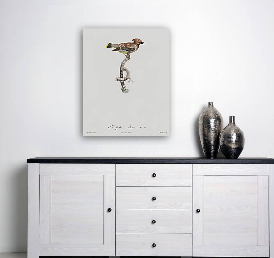 Little jay Reproduction