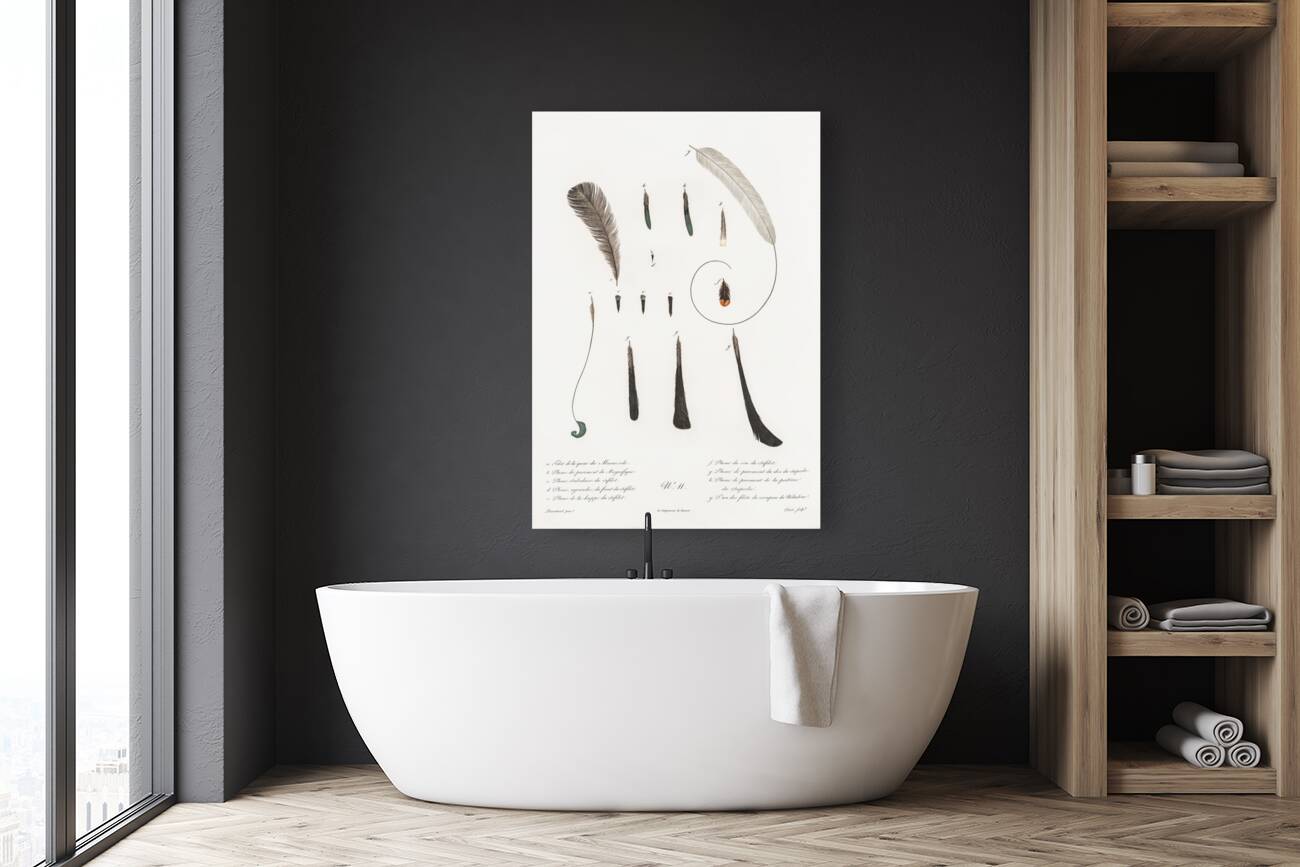 King bird of paradise feather and tail Reproduction