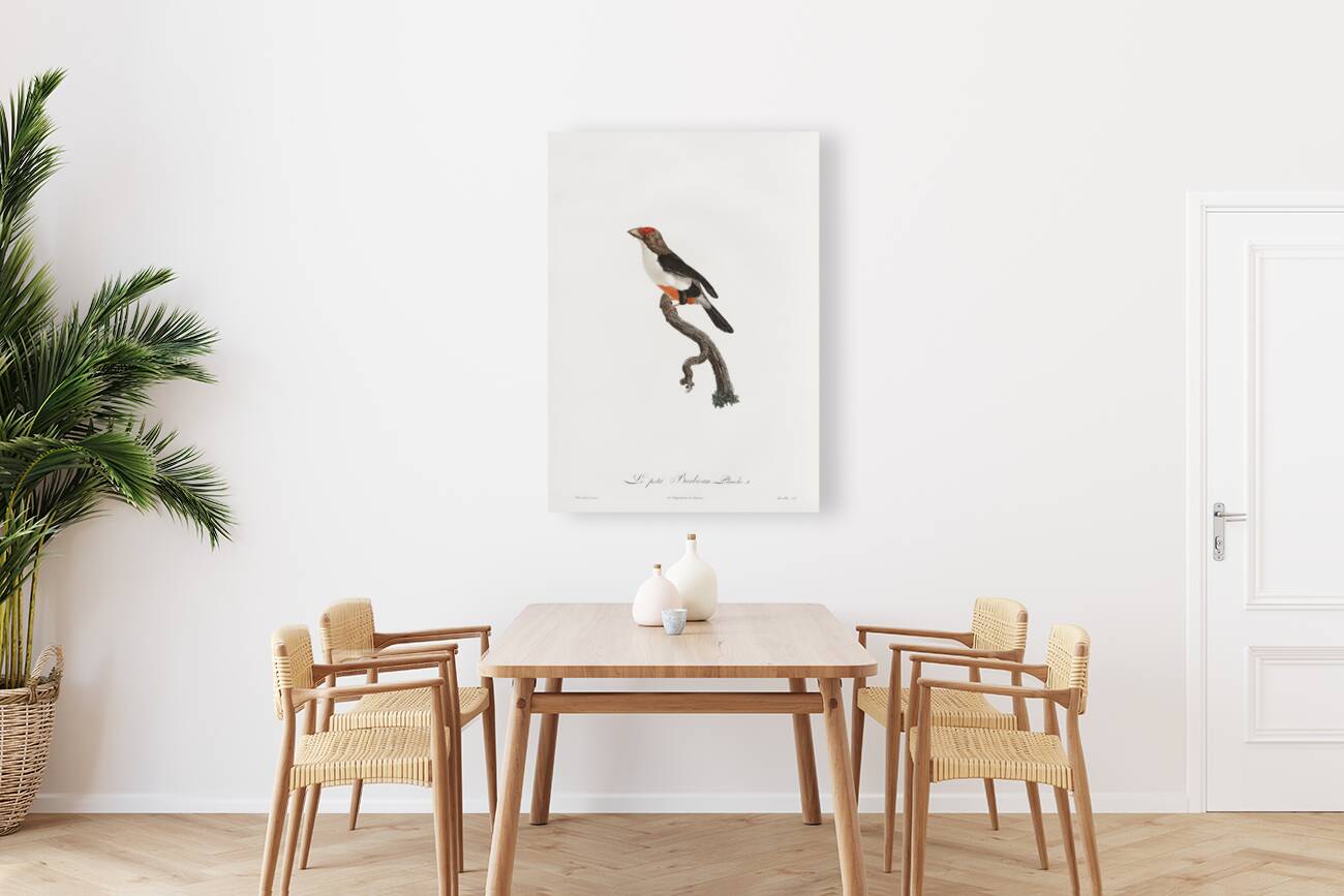 Little barbet  Reproduction