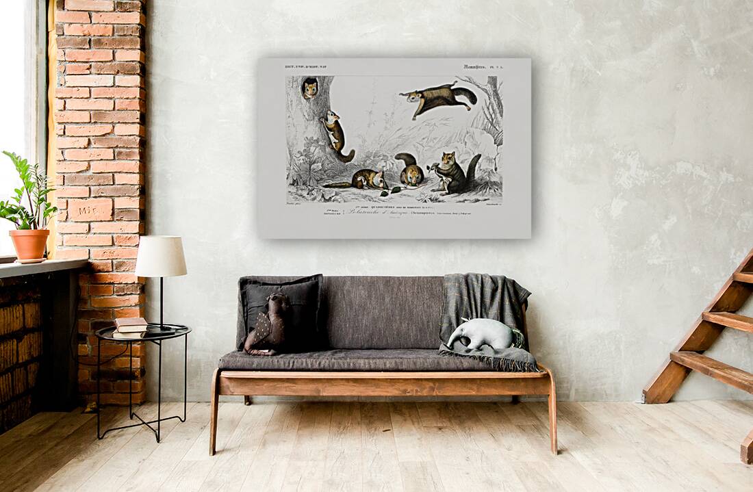 Glaucomys sabrinus Polatouche D Amerique Reproduction