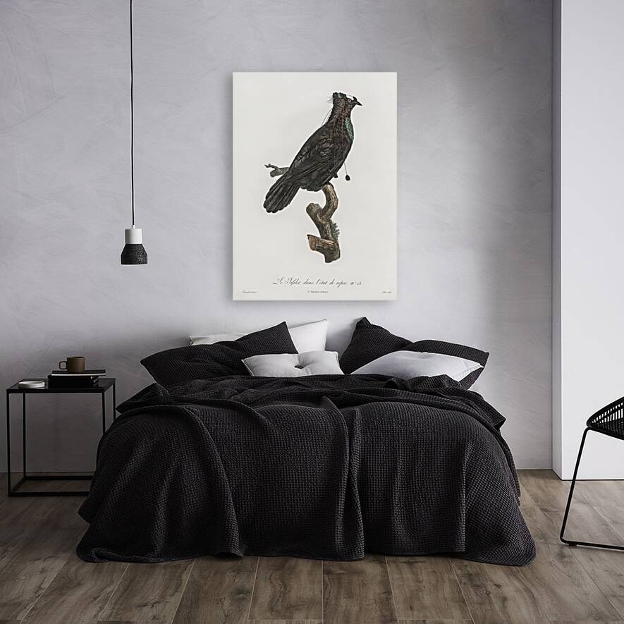 Western parotia in the idle state  Reproduction