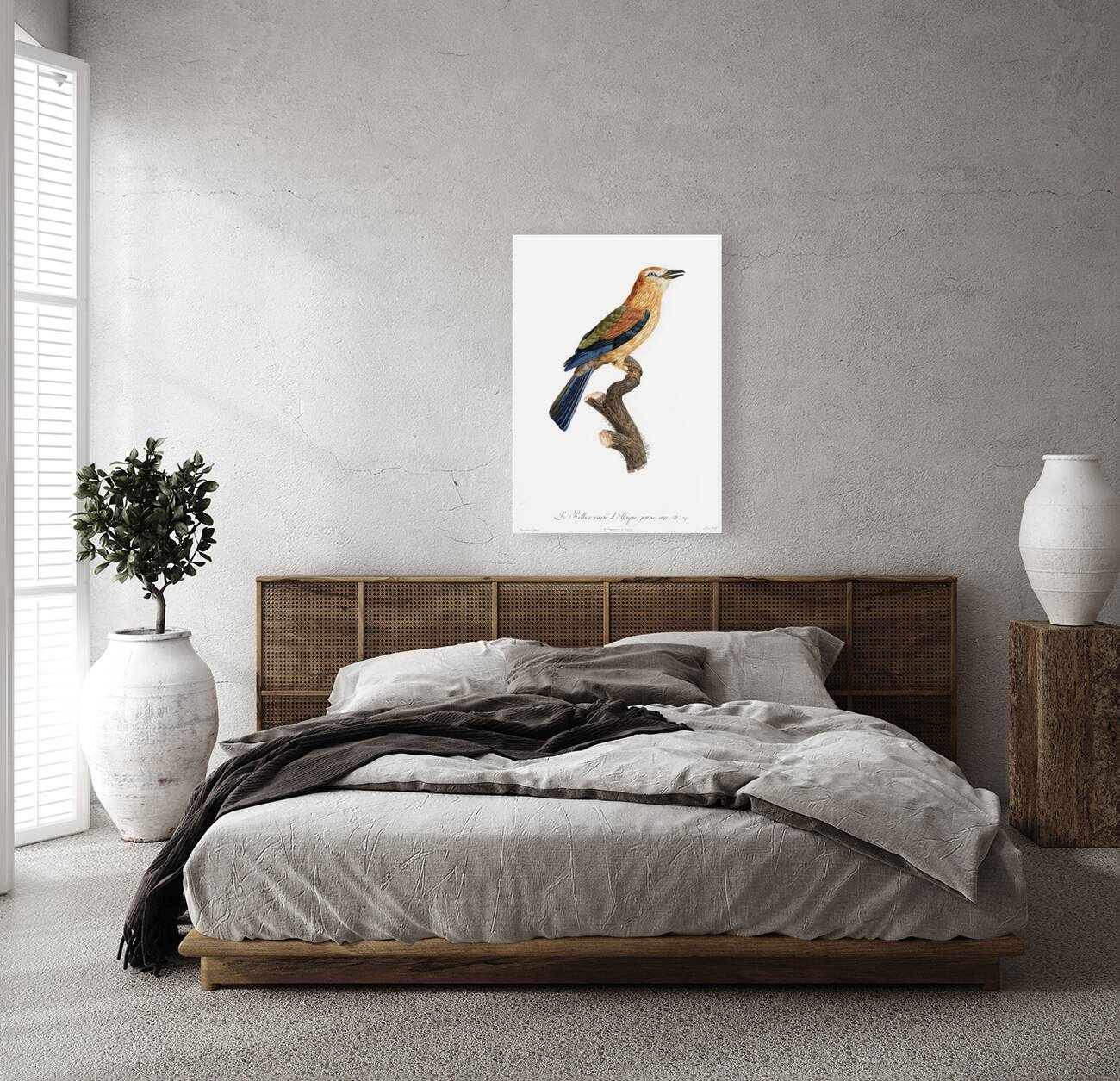 Young African roller  Reproduction