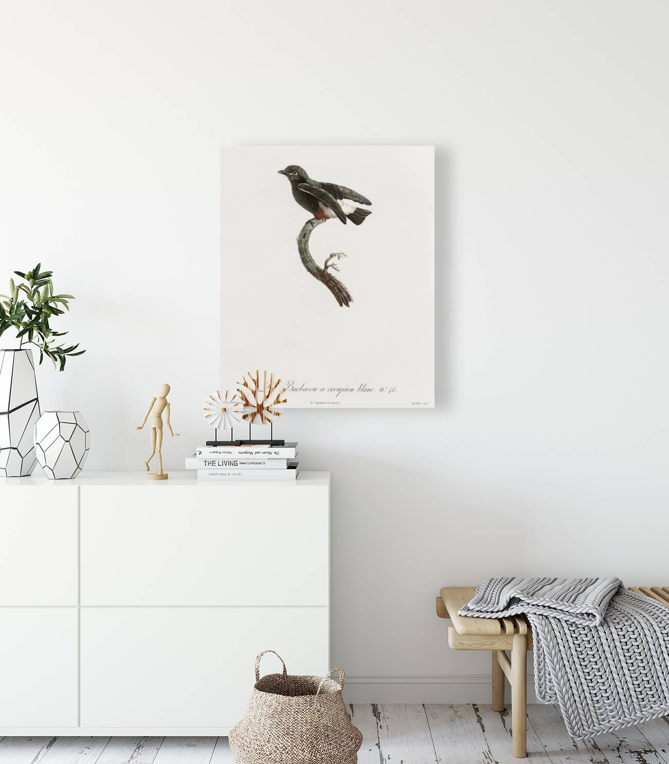 Swallow-winged puffbird  Reproduction