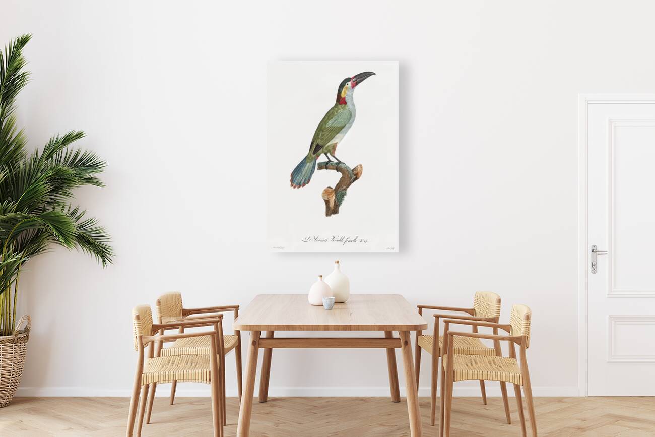 Black-necked Aracari female  Reproduction