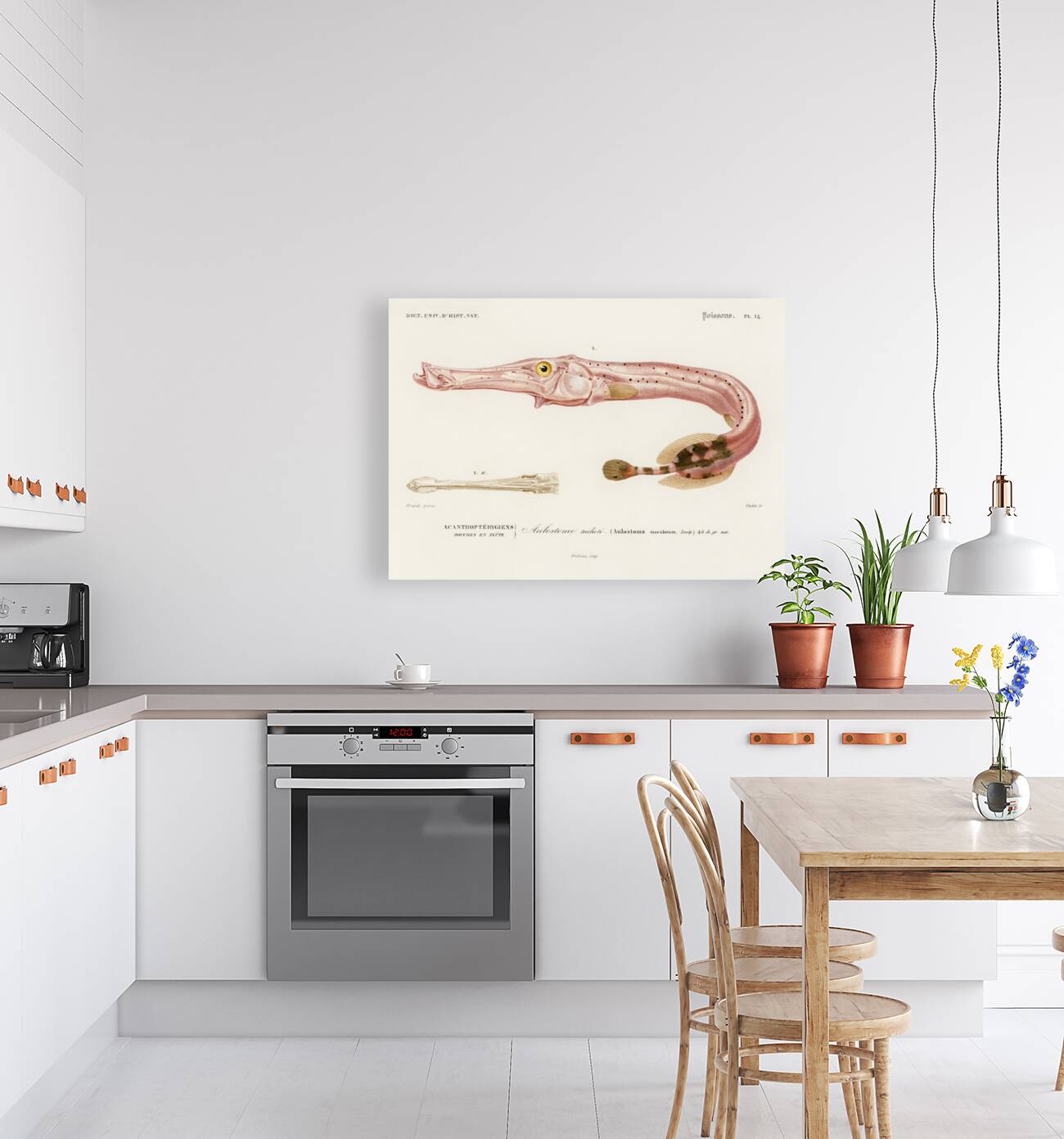 Aulostoma maculatum Reproduction