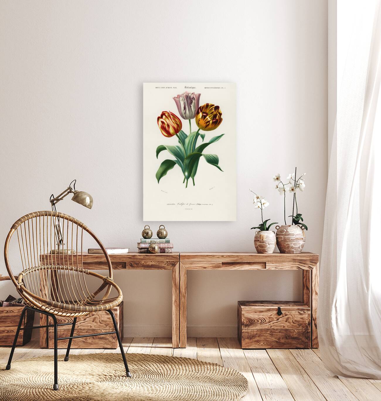 Didier&39s tulip Tulipa gesneriana Reproduction