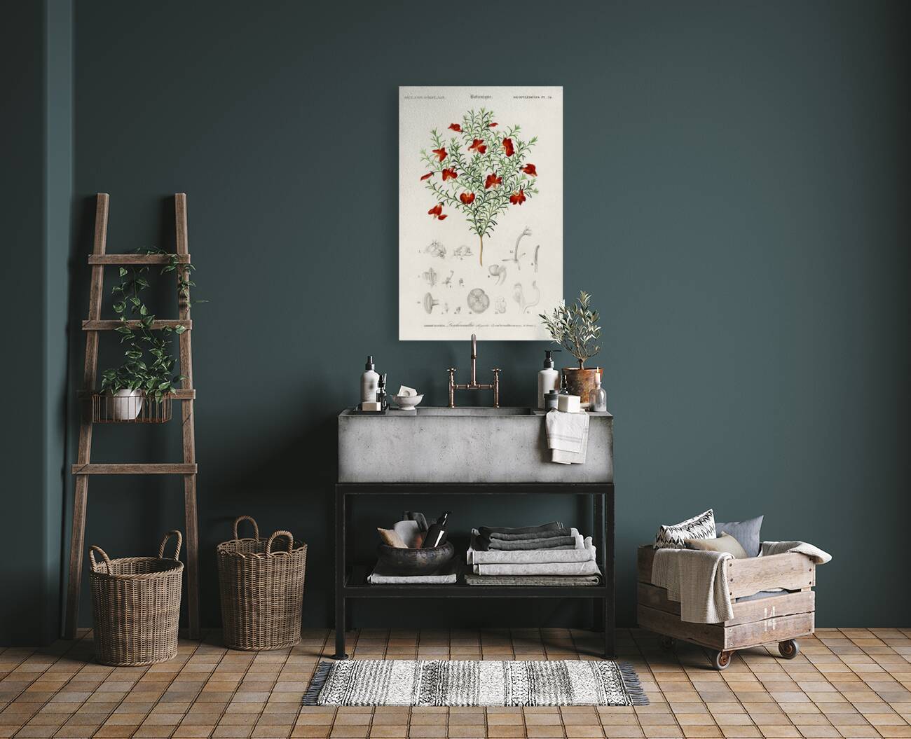 Red leschenaultia Lechenaultia formosa Reproduction