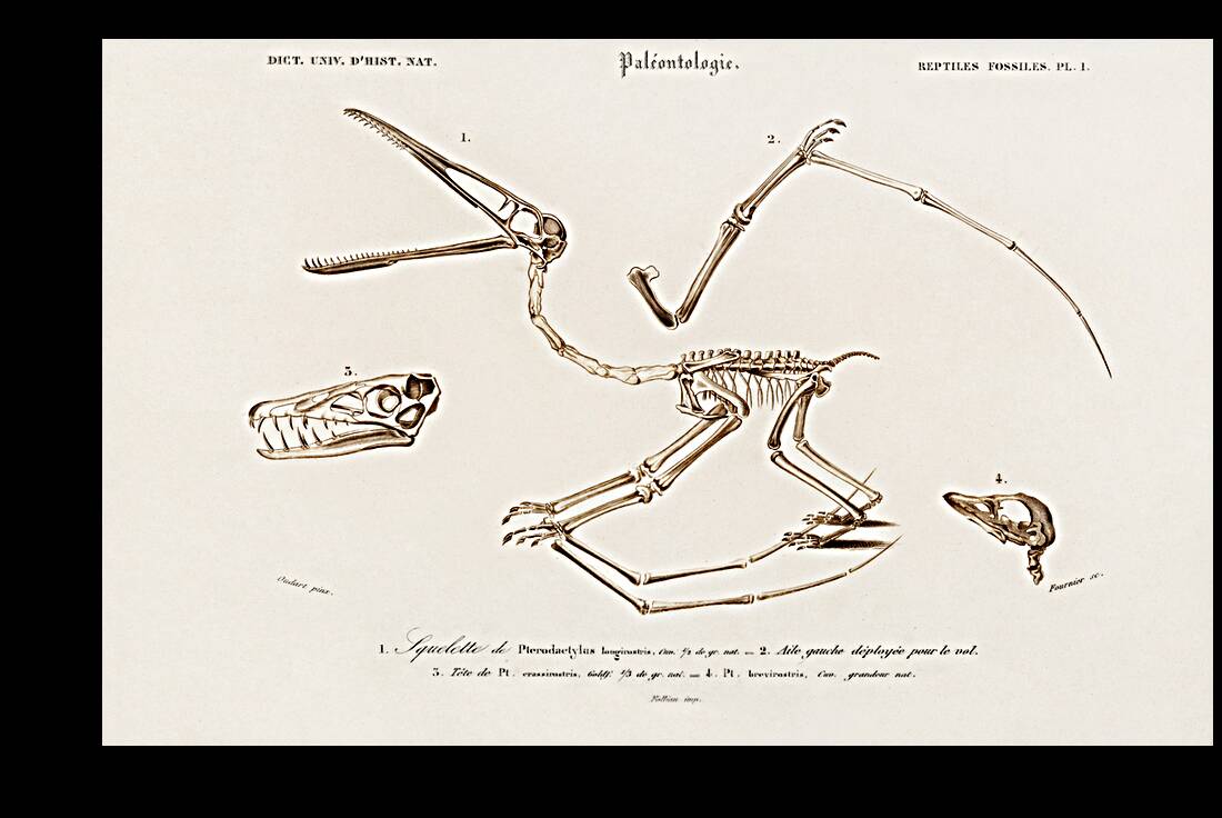 Pterosaur Pterodactylus Reproduction