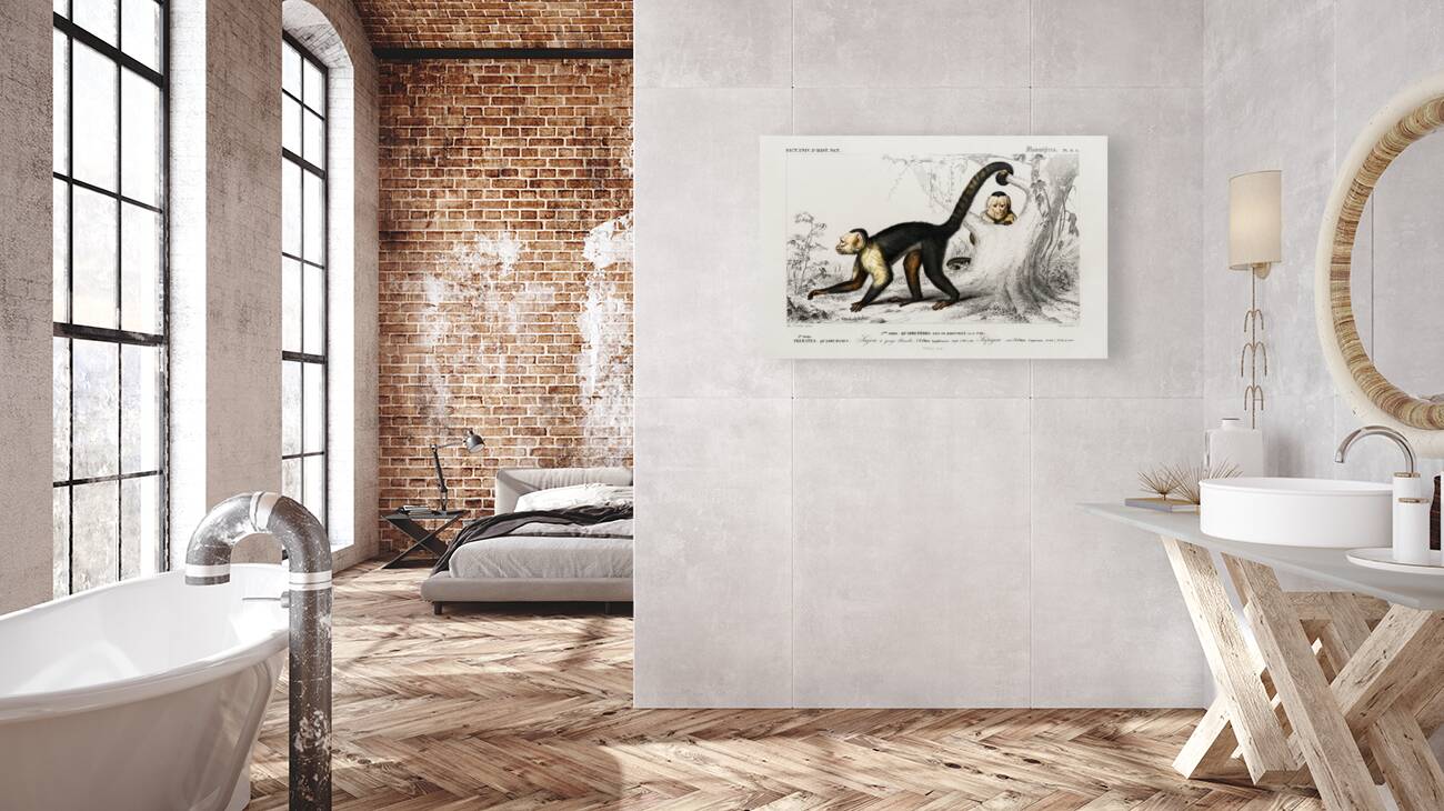 White-headed capuchin Cebus Hypoleucus Reproduction