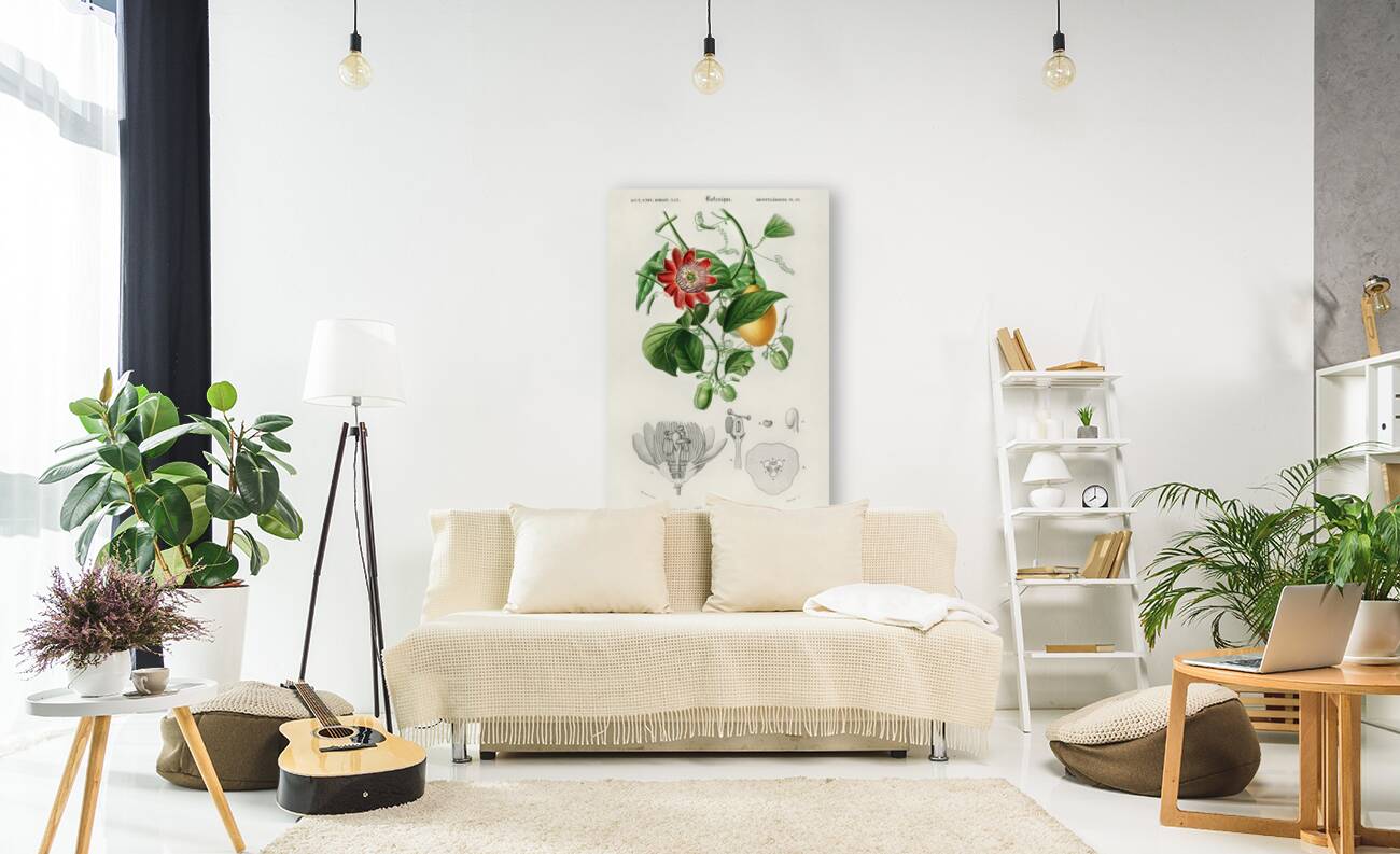 Green-tailed Jacamarfemale Reproduction