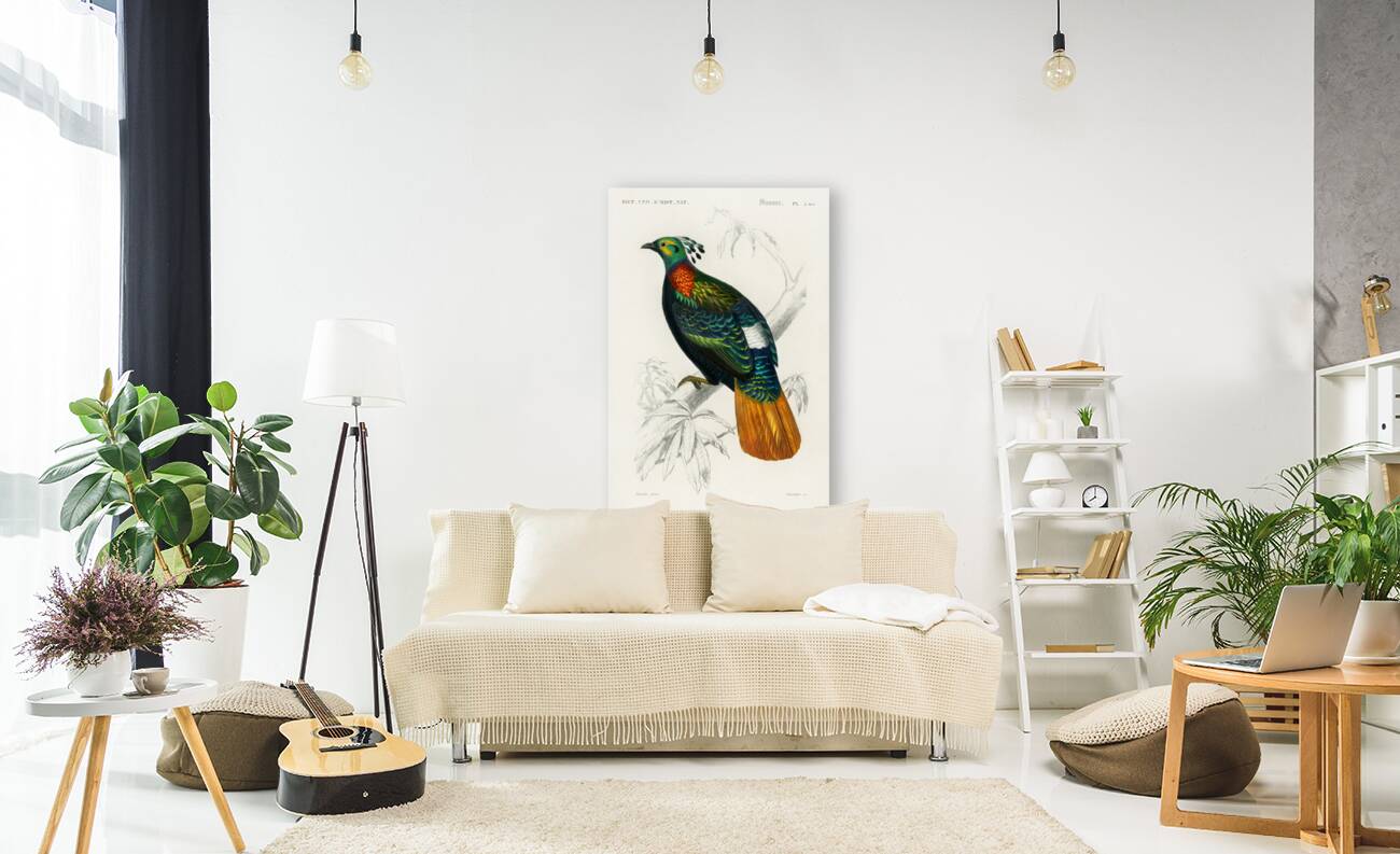 Himalayan monal Lophophorus refulgens Reproduction