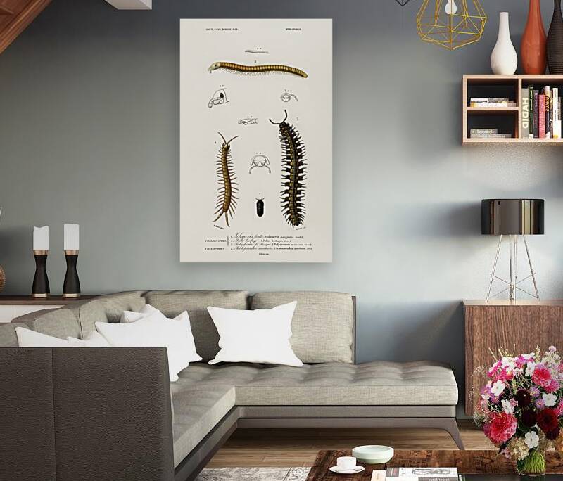 Different types of millipeds Reproduction