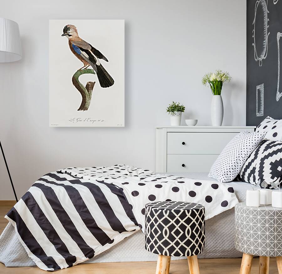 Eurasian Jay  Reproduction