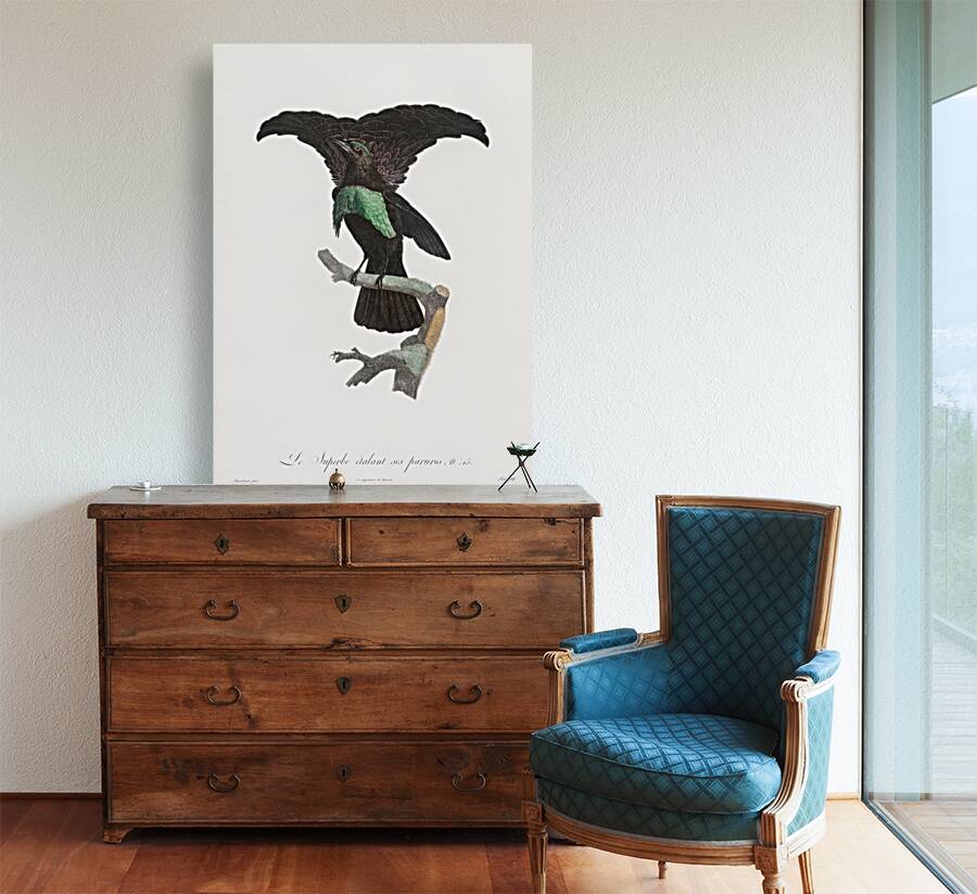 Superb bird of paradise  Reproduction