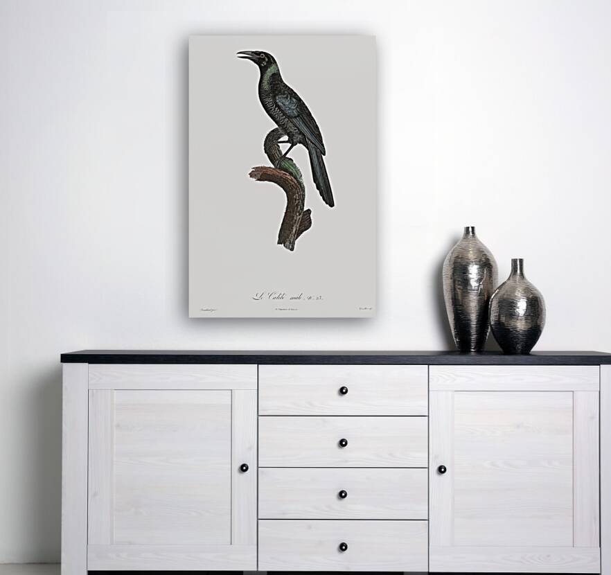 Manucode Male  Reproduction