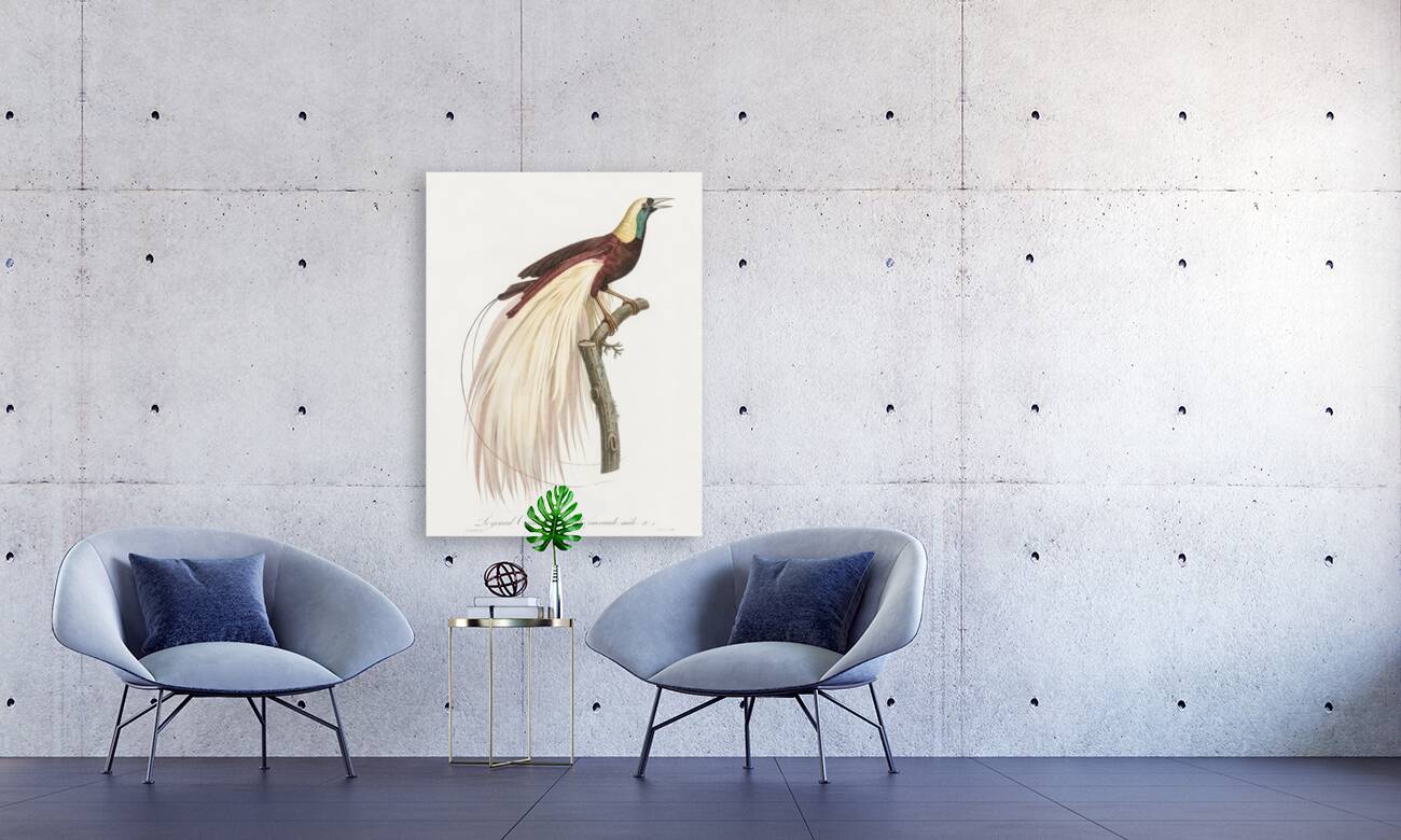 Emperor bird-of-paradise male  Reproduction