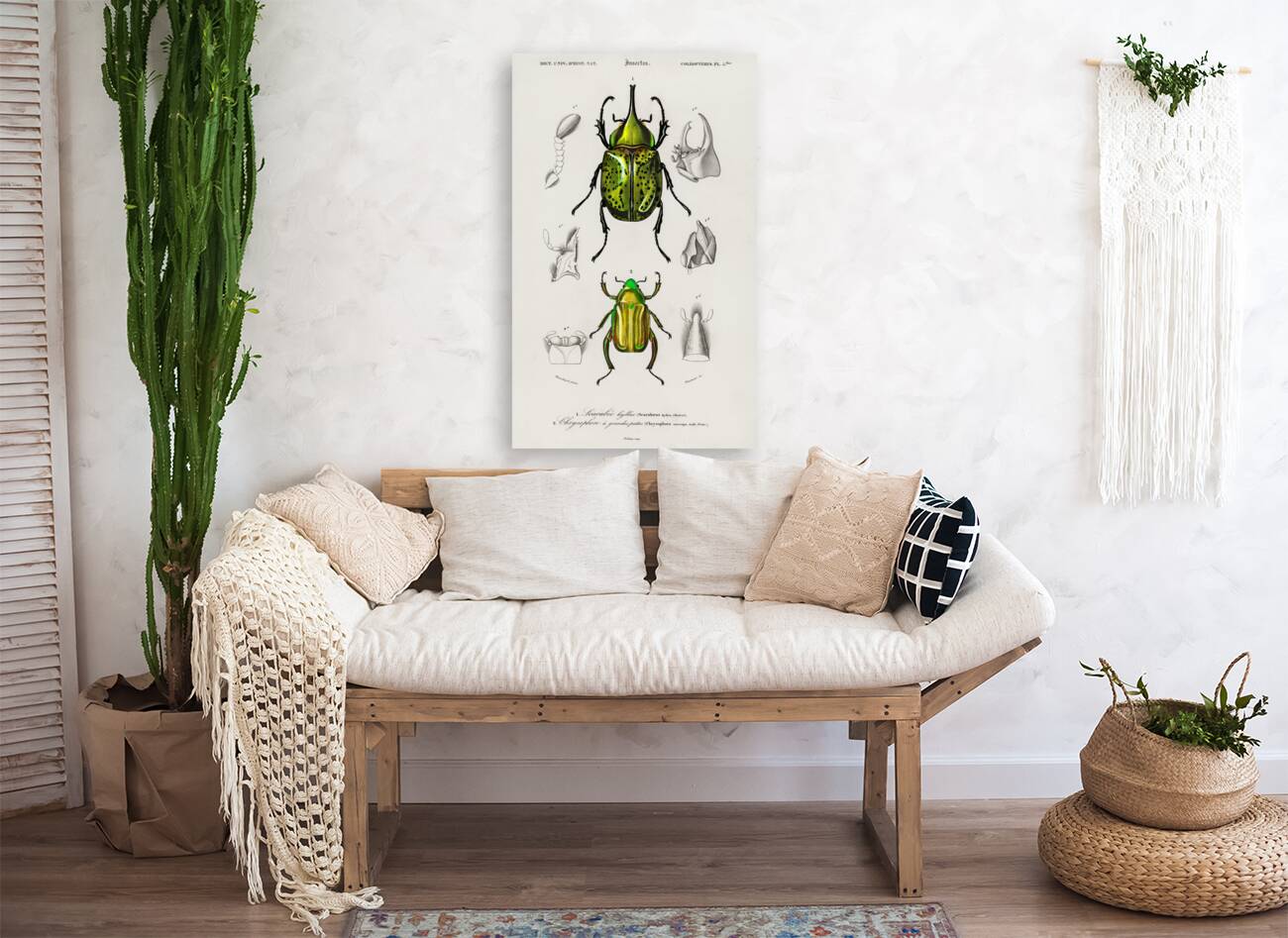 Chrysina Macropus Chrysophora Macropa and Eastern Hecules Beetle Scarabaeus Hyllus Reproduction