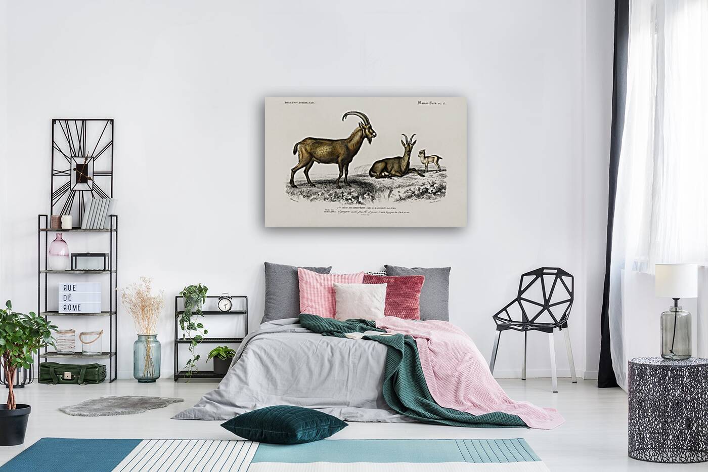 Wild goat Capra Agagrus Reproduction