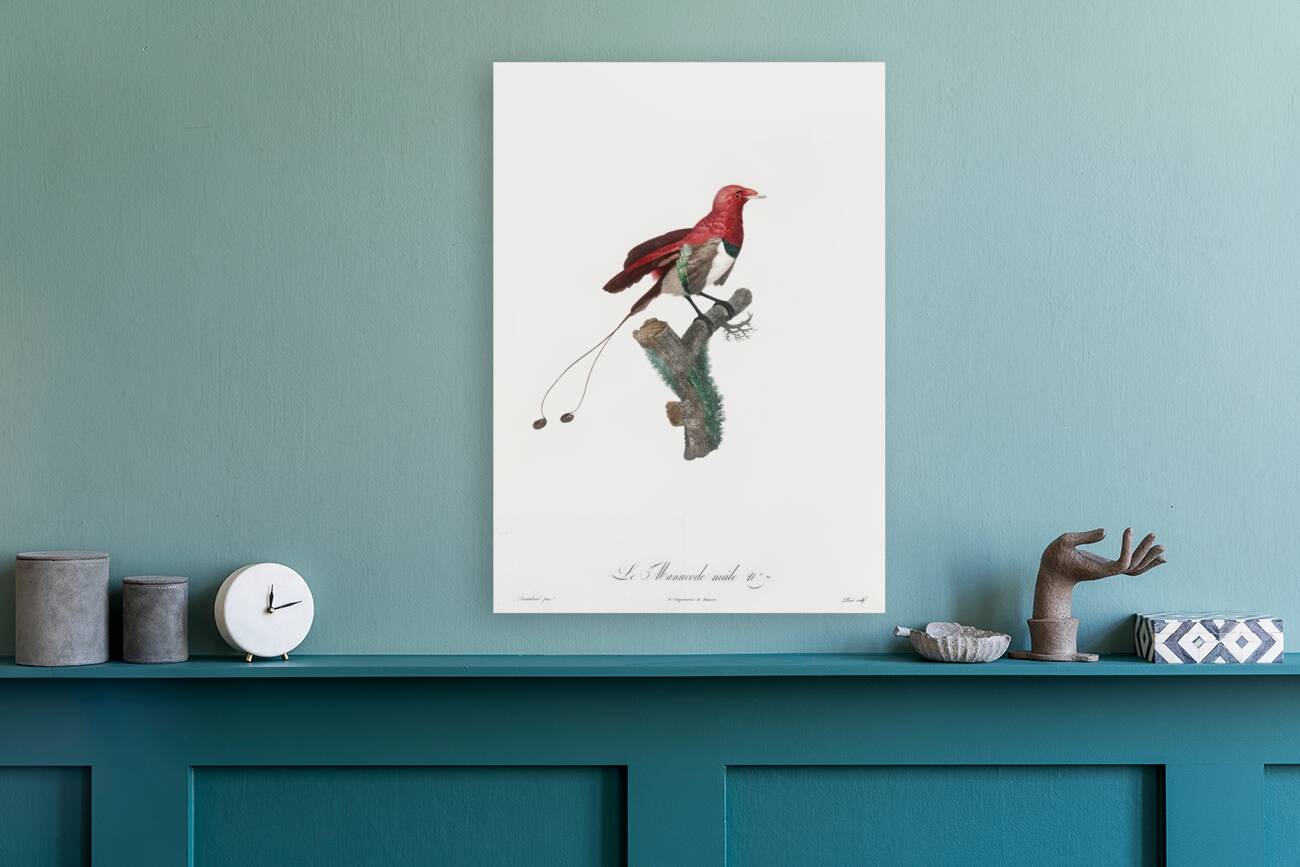 King bird of paradise male  Reproduction