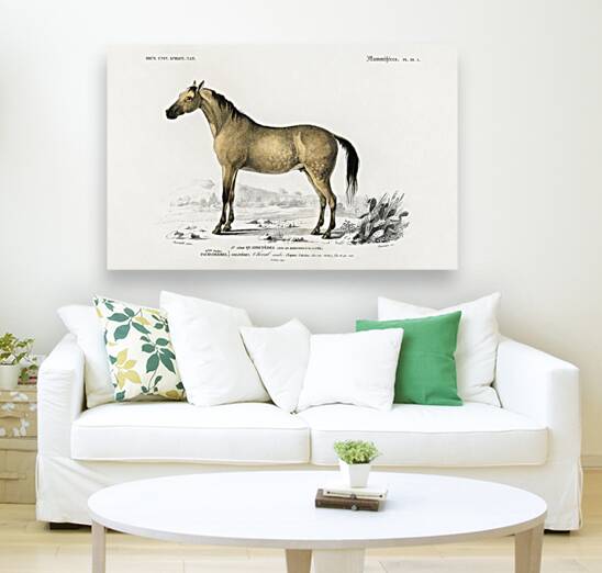 Horse Equus ferus caballus Reproduction