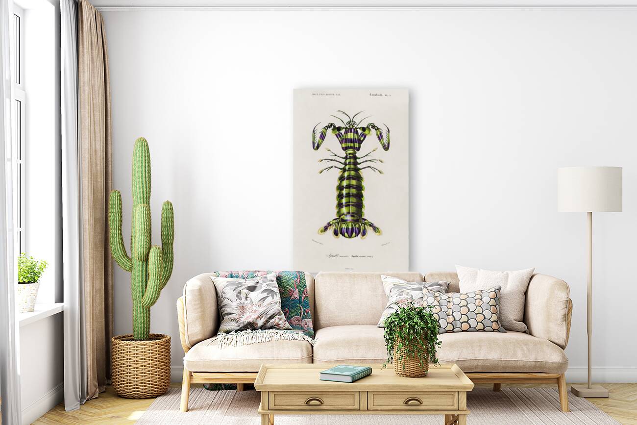 Giant mantis shrimp Squilla Maculata Reproduction