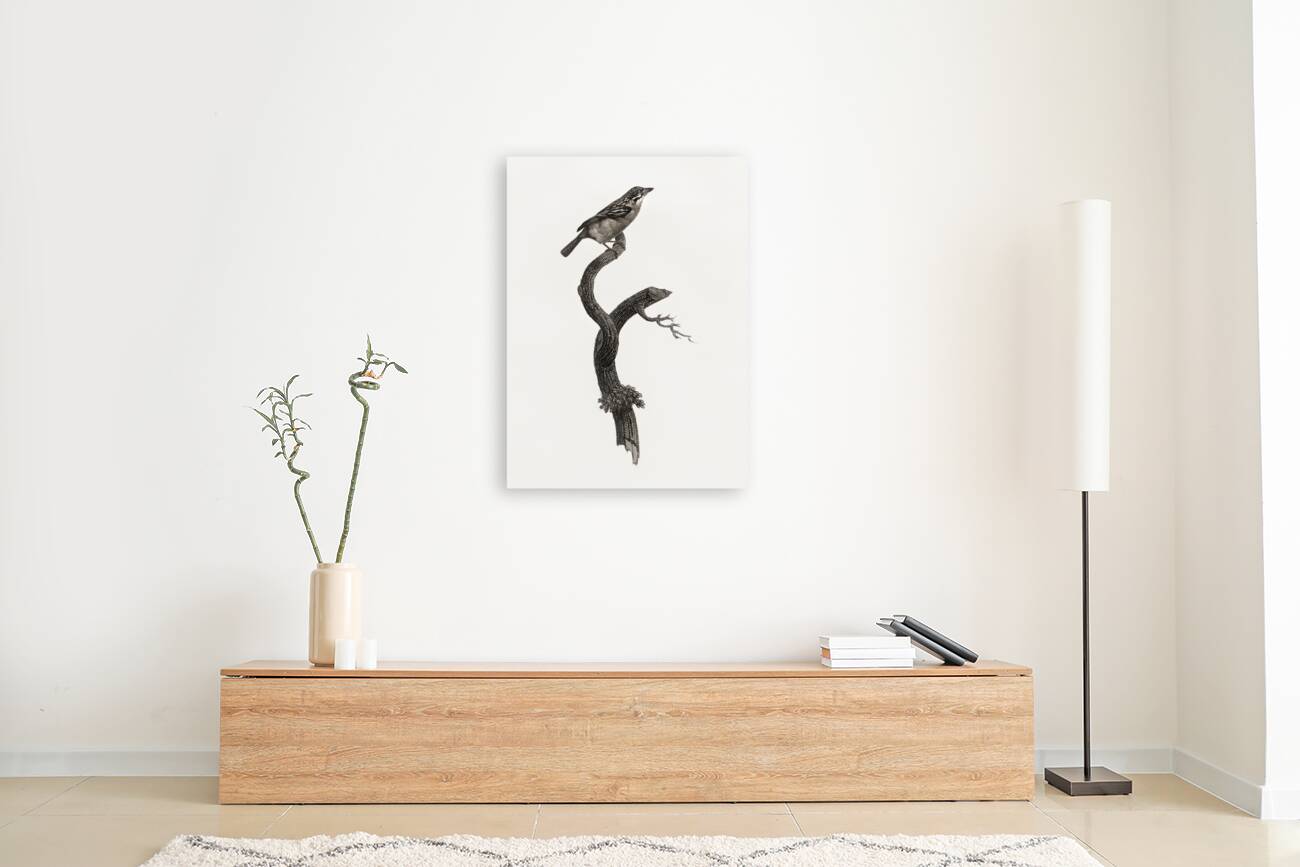 Barbet male  Reproduction